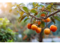 熱帶水果大戰(zhàn)！海吉星農(nóng)產(chǎn)品國批發(fā)市場熱鬧非凡