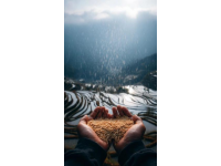 中國6大名優(yōu)大米盤點：你的家鄉(xiāng)米在榜上嗎？