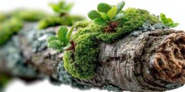 苔蘚養(yǎng)護四大注意(苔蘚愛護常識)