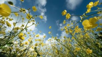 2025年湖南油菜花節3月17日啟幕，共賞金色花海盛宴