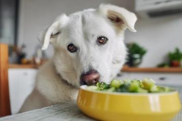 秋冬換季注意！避免給狗狗喂食冷食保持健康