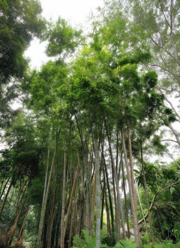 深圳黃花風(fēng)鈴木盛放打卡地大盤點(diǎn)：金色隧道、金色河谷，美不勝收！