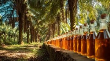 大商所推動棕櫚油期貨國際化業務深度融合