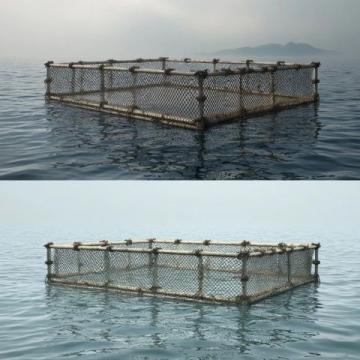 三點必知！養殖青魚的水深度、密度和水環境管理秘籍