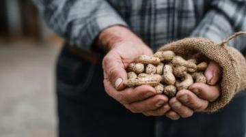 花生種植全攻略：從選種、育苗到高產收成的實用技巧
