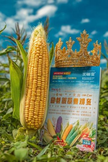 (美食之云南篇)文山壯家花米飯五色斑斕里的民族風情