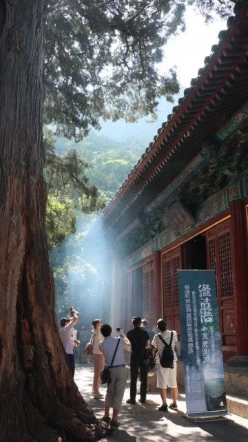 秋意濃遂昌賞銀杏泡溫泉兩日游