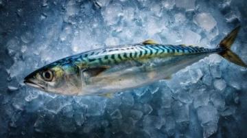 食用須知：這種河鮮魚籽含劇毒，煮熟也無法消除危險
