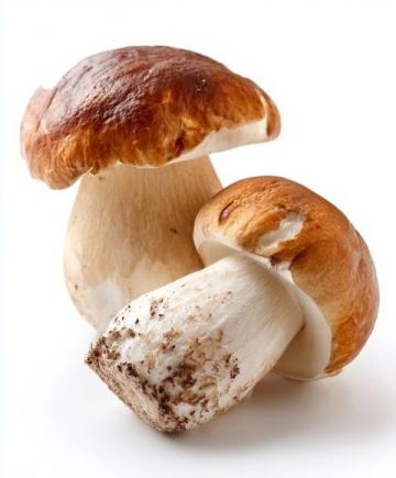 炎夏七月，尋找健康美味的野生松茸替代品