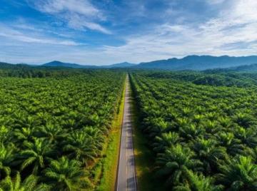 大商所推動棕櫚油期貨國際化業務深度融合