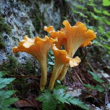 科普知識野生菌食用寶典