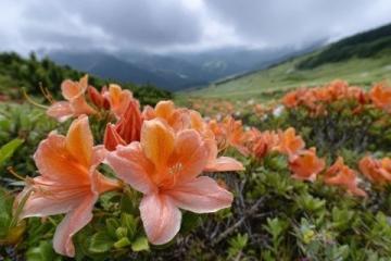 貴州畢節(jié)百里杜鵑風(fēng)景區(qū)攻略(門票花期交通及游玩推薦)