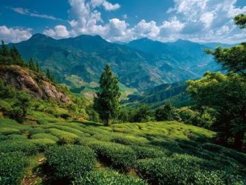 夏日云南之旅：花茶與美景的完美邂逅旅行指南