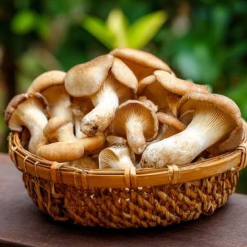 炎夏七月，尋找健康美味的野生松茸替代品