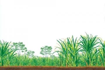 如何種植甘蔗：甘蔗種植基礎知識