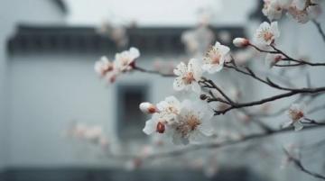 天津清明賞花哪里好？這份海棠花觀賞指南請(qǐng)收好！