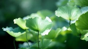 菏澤萬畝荷塘是魯西南地區(qū)夏季賞荷、生態(tài)體驗(yàn)的熱門目的地