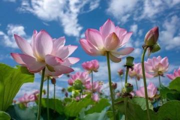 百科冷知識：蓮藕種植方法詳解