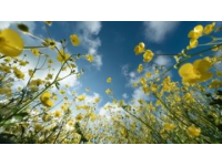 2025年湖南油菜花節3月17日啟幕，共賞金色花海盛宴