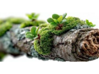 苔蘚養護四大注意(苔蘚愛護常識)