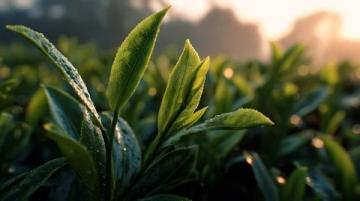 常喝的茶葉有哪些?綠茶中的春日鮮爽代表:西湖龍井與黃山毛峰