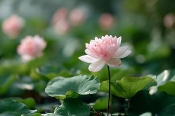 百科冷知識：蓮藕種植方法詳解