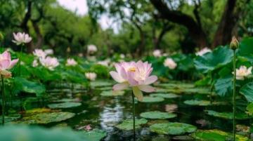 寧波植物園游玩攻略:賞花休閑全指南