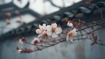 春日花開時節,蘇州杭州河鮮嘗鮮記