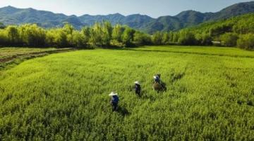 常喝的茶葉有哪些?綠茶中的春日鮮爽代表:西湖龍井與黃山毛峰