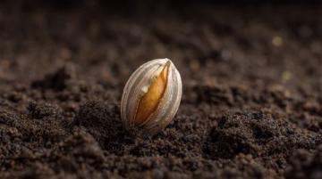 花生種植全攻略：從選種、育苗到高產收成的實用技巧