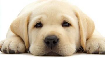 如何有效護理拉布拉多犬的牙齒健康？