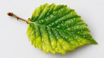 如何用小蘇打焯煮苧麻葉？這種方法比石灰更安全有效