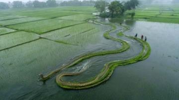 阜陽河道刀魚泛濫村民狂撈背后是生態(tài)改善信號？
