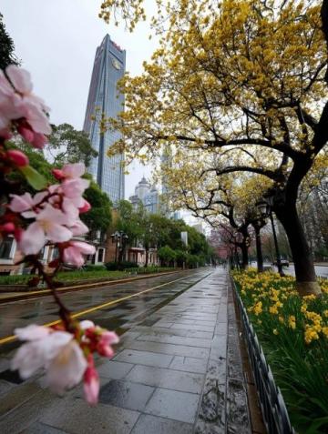 蘇州東沙湖公園：春風(fēng)中綻放的花季盛宴