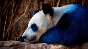 重慶親子游好去處：春風度云之谷動物樂園免費游玩指南