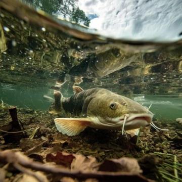 阜陽河道刀魚泛濫村民狂撈背后是生態(tài)改善信號？