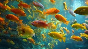 三點必知！養殖青魚的水深度、密度和水環境管理秘籍