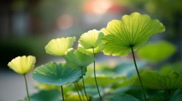 菏澤萬畝荷塘是魯西南地區(qū)夏季賞荷、生態(tài)體驗(yàn)的熱門目的地