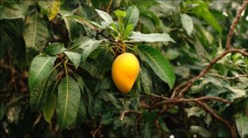 蠔油芒果：黑暗料理的新高峰