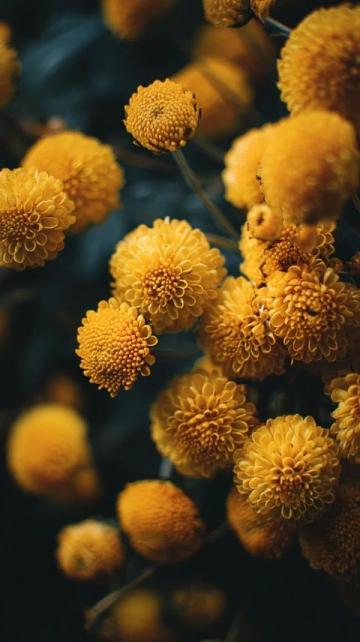 2025年湖南油菜花節3月17日啟幕，共賞金色花海盛宴