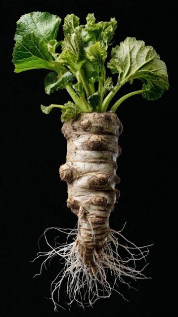 百科冷知識：蓮藕種植方法詳解