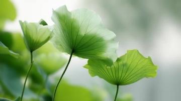 百科冷知識：蓮藕種植方法詳解