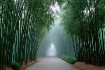 低預(yù)算暢玩成都一日游省錢攻略