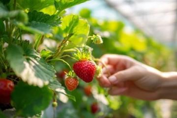 如何正確挑選草莓、蘋果、香蕉等水果的實用技巧