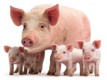 黑豬肉PK普通豬肉:營養與口感的全面解析