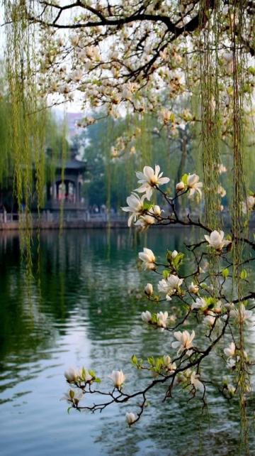 2025廣州踏春指南:十大美景邂逅浪漫花海