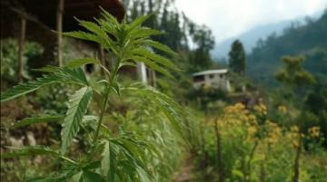 古藺活麻探秘:一場刺痛中的甜美之旅