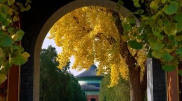 青州古城探秘：大槐樹煎包美味之旅