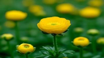 大理菜市場的詳細攻略：新鮮美食與人間煙火氣探索指南
