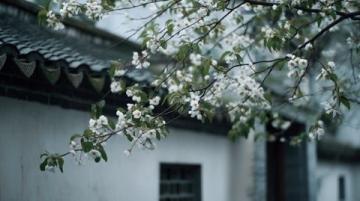 兩日游路線:武大櫻花+東湖綠道,這樣玩不繞路!